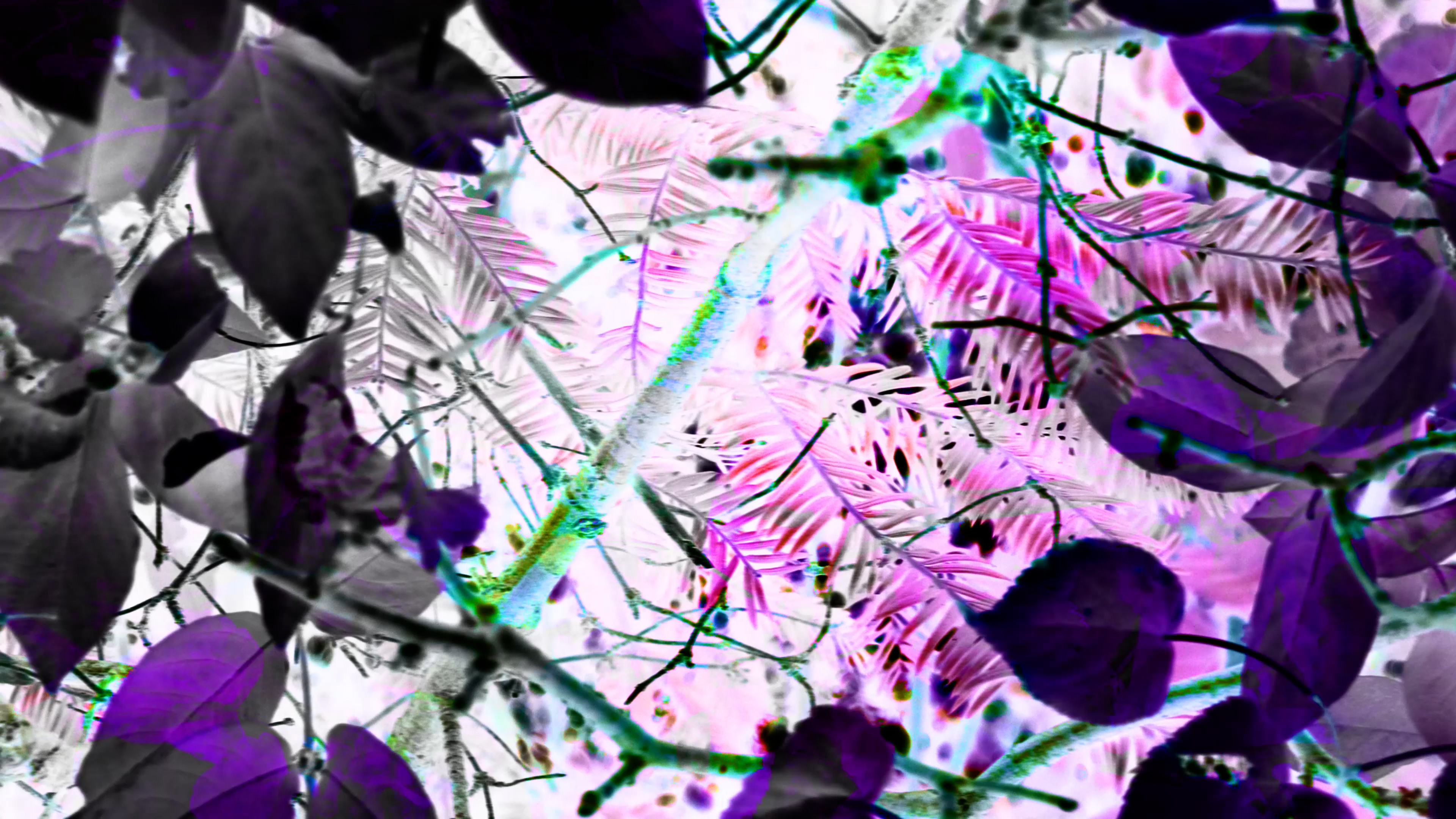 Blätter – Galerie Vorschau